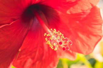 红色的<strong>芙蓉</strong>蔷薇-中华花黄色的花粉中间马来西亚国家花