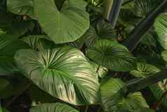 特写镜头叶子热带植物雨森林东南亚洲黑暗语气绿色热带叶子棕榈蕨类植物观赏植物背景背景