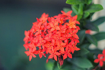 <strong>红色</strong>的Ixora<strong>花小花</strong>瓣植物树<strong>花</strong>园装饰摘要自然背景