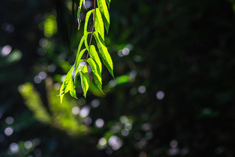 关闭绿色<strong>蕨类植物</strong>叶水背景