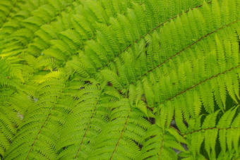 <strong>蕨类植物</strong>叶子美丽的模式自然背景热带绿色叶纹理