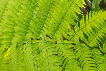 <strong>蕨类植物</strong>叶子美丽的模式自然背景热带绿色叶纹理