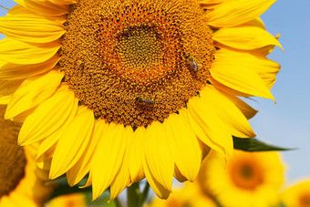 美丽的场盛开的金向日葵蓝色的天空蜜蜂向日葵收获准备向日葵石油生产