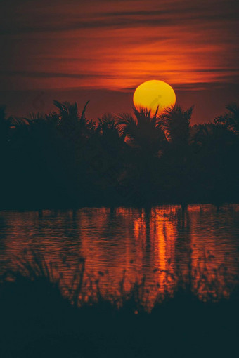 轮廓棕榈树日落时间橙色天空金太阳日落摘要季节天气