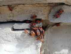红色的甲虫群晒太阳甲虫石头