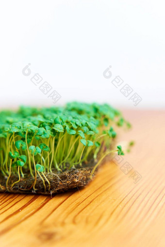 microgreen芥末种子成长织物<strong>密集</strong>的草坪上木背景