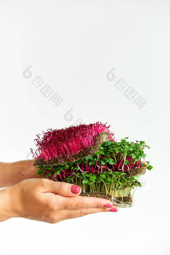 microgreen<strong>植物</strong>混合<strong>植物</strong>人持有手日益增长的microgreen芥末苋属<strong>植物</strong>萝卜种子密集的绿色<strong>植物</strong>摘要织物