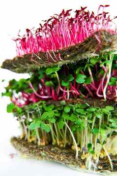 microgreen植物混合植物人持有手日益增长的microgreen芥末传讲苋属植物萝卜种子密集的绿色植物摘要织物白色背景