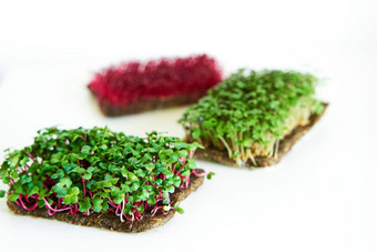 microgreen<strong>植物</strong>混合<strong>植物</strong>人持有手日益增长的microgreen芥末传讲苋属<strong>植物</strong>萝卜种子密集的绿色<strong>植物</strong>摘要织物白色背景