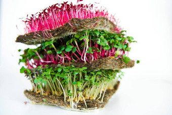 microgreen植物混合植物人持有手日益增长的microgreen芥末传讲苋属植物萝卜种子密集的绿色植物摘要织物白色背景