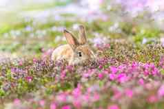 红发宠物兔子坐着绿色草粉红色的花特写镜头照片宠物