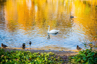 天鹅秋天湖美丽的恢复<strong>体力</strong>颜色白色天鹅浮动秋天的蓝色的池塘白色优雅的鸟