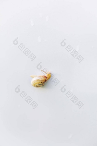 蜗牛爬白色表格雨蜗牛棕色（的）贝壳天线蜗牛角棕色（的）螺旋壳牌特写镜头