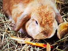 关闭兔子可爱的兔子fulffy皮毛动物宠物稻草地板上住宅
