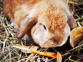 关闭兔子可爱的兔子fulffy皮毛动物宠物稻草地板上住宅