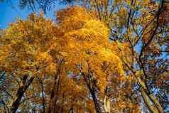 底视图上衣树秋天森林灿烂的早....场景色彩斑斓的林地秋天生动的黄色的枫木树金明亮的橙色秋天树叶蓝色的天空
