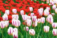 迷人的温暖的绿色草坪上明亮的红色的粉红色的精致的郁金香