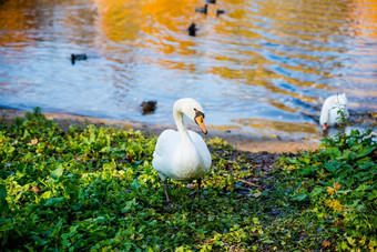 天鹅秋天湖美丽的恢复体力颜色白色天鹅浮动秋天的蓝色的池塘白色优雅的鸟