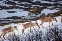 集团年轻的驯鹿驯鹿挪威苔原斯堪的那维亚