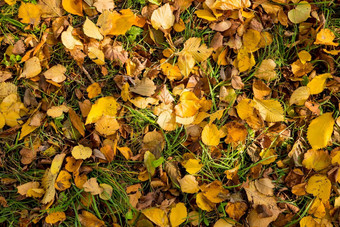 背景秋天下降叶子桦木树黄色的橙色秋天树叶地面前视图下降秋天叶子背景