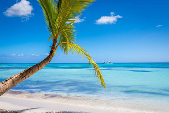 热带天堂加勒比海滩单棕榈树船高峰卡纳