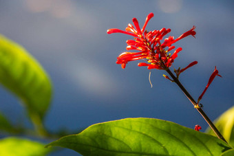 自然背景红色的热带植物详细的纹理巴西