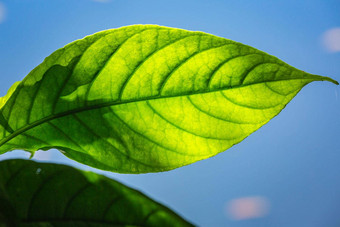 自然<strong>背景</strong>绿色热带叶详细的纹理巴西