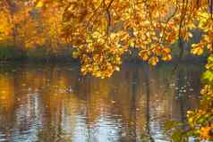 秋天景观明亮的颜色秋天公园湖色彩斑斓的叶子树早....河多雨的晚上色彩斑斓的叶子秋天流11月场景秋天早....河