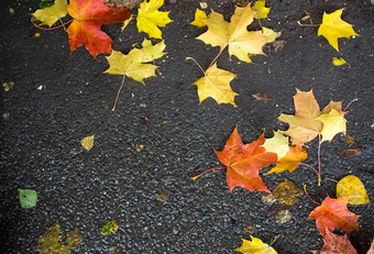 秋天下降枫木叶子沥青黄色的绿色秋天叶子传播湿黑色的沥青