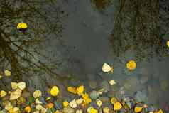下降黄色的秋天叶子痕迹雨滴反射树水坑城市沃罗涅日俄罗斯