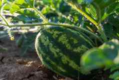 西瓜生长绿色西瓜种植园夏天农业西瓜场