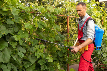 男人。穿专业工作服喷涂<strong>农药</strong>葡萄叶子保护收获花园
