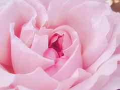 美丽的灌木玫瑰夏天花园盛开的花赫特福德郡英格兰夏天种植园艺