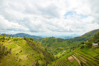 美丽的农村景观农业建设梯田卢旺达