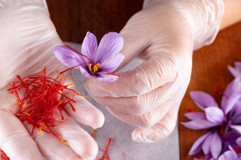 女人持有番红花属<strong>藏红花</strong>雄蕊雄蕊烹饪