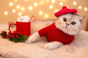 英国白色猫红色的毛衣红色的针织贝雷帽谎言白色针织毯子