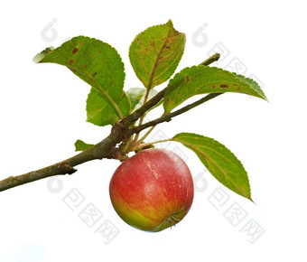 红色的苹果苹果树分支照片红色的苹果苹果树分支