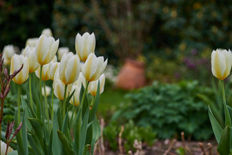 郁金香花园美丽的郁金香花园早期春天