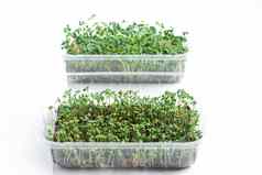 发芽种子在孤立的白色背景microgreen塑料容器健康好处隔离