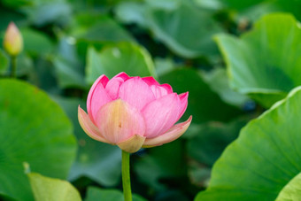 粉红色的莲花花摇摆风背景绿色叶子莲花场湖自然环境