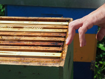 主蜜蜂门将拉框架蜂蜜蜂巢殖民地