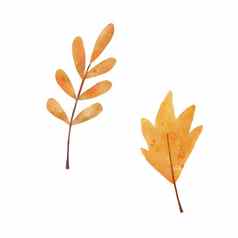 水彩罗文树叶孤立的白色背景秋天画植物秋天叶子插图