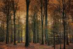 森林黄昏日落晚些时候秋天森林丹麦