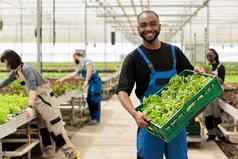肖像微笑生物蔬菜农民显示箱新鲜的绿色生菜骄傲生产