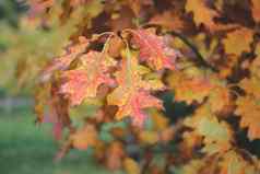美丽的秋天叶子季节秋天色彩斑斓的明亮的叶子摆动橡木树秋天的公园秋天色彩斑斓的背景