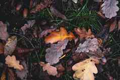 色彩斑斓的背景秋天奥克树叶子背景关闭干橡木叶子秋天地面高质量决议背景