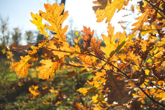 秋天色彩斑斓的明亮的叶子摆动树秋天公园秋天色彩斑斓的背景秋天背景秋天叶子树