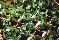 首页幼苗番茄花园年轻的番茄植物日益增长的土壤