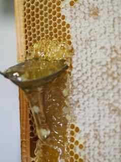 蜜蜂门将提取滴有机蜂蜜蜜蜂蜂窝首页