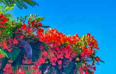 美丽的热带火焰树红色的花艳丽的delonix雷吉亚墨西哥